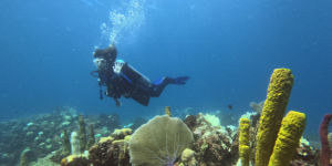 Excursiones y buceo